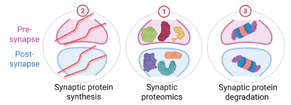 Synaptic Multi-Omics